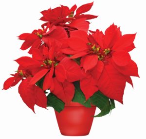 Bright red poinsettia plant in a vibrant red pot – perfect example of holiday poinsettia care to keep blooms fresh and beautiful.